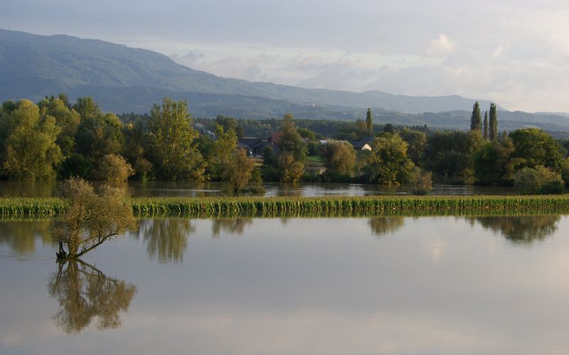 poplavetravnik.jpg