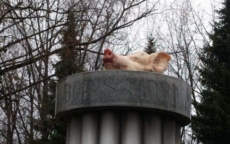 svinjska glava kidric.jpg