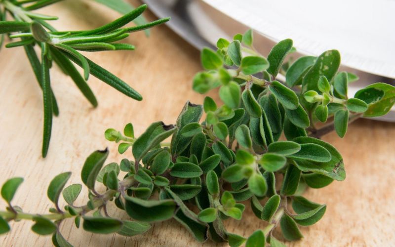 origano