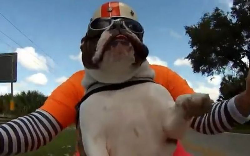 Buldog je pravi motorist