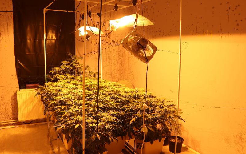 trava, marihuana.JPG