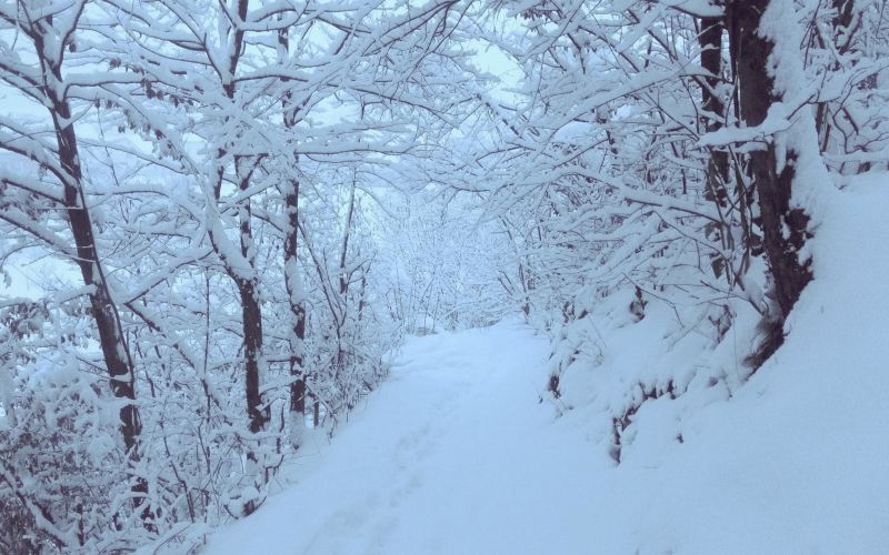 sneg, borovnica.jpg
