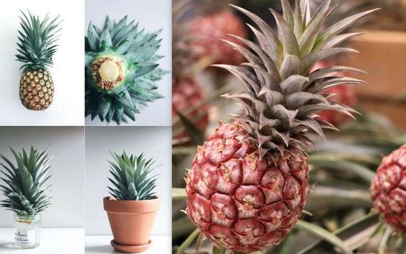 Doma vzgojen ananas