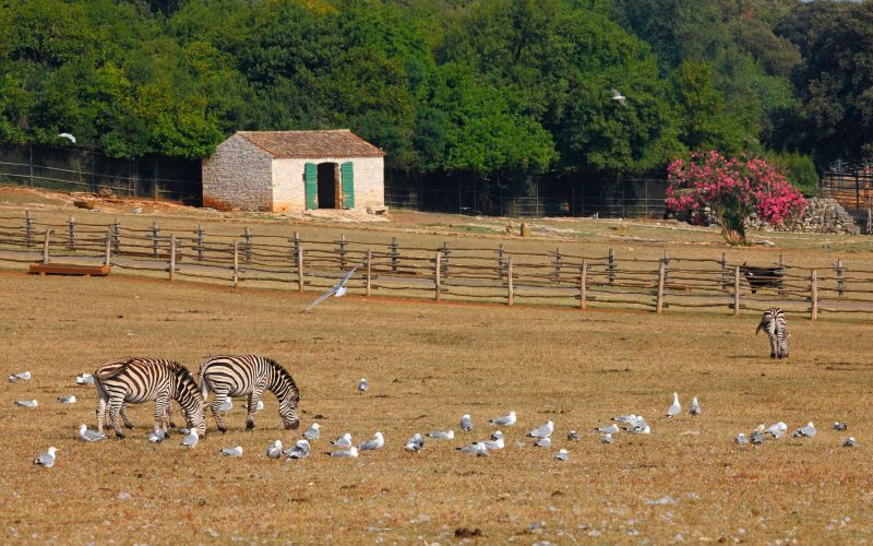 zebre