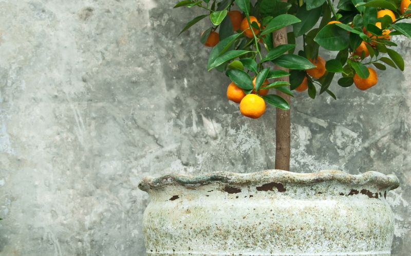 1_citrus.jpg