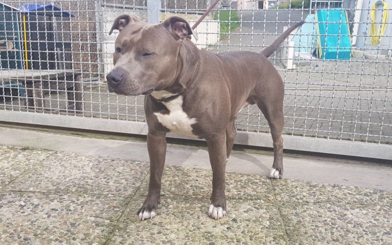 pitbul