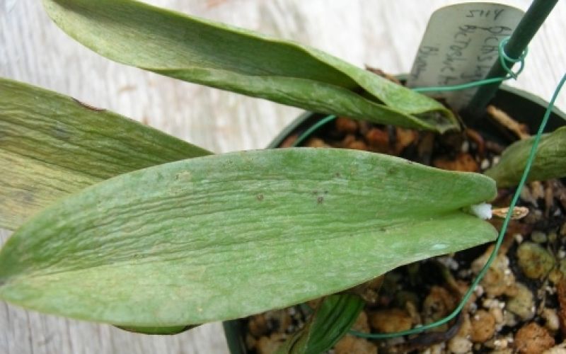 fusarium