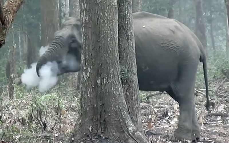 smoking elephant