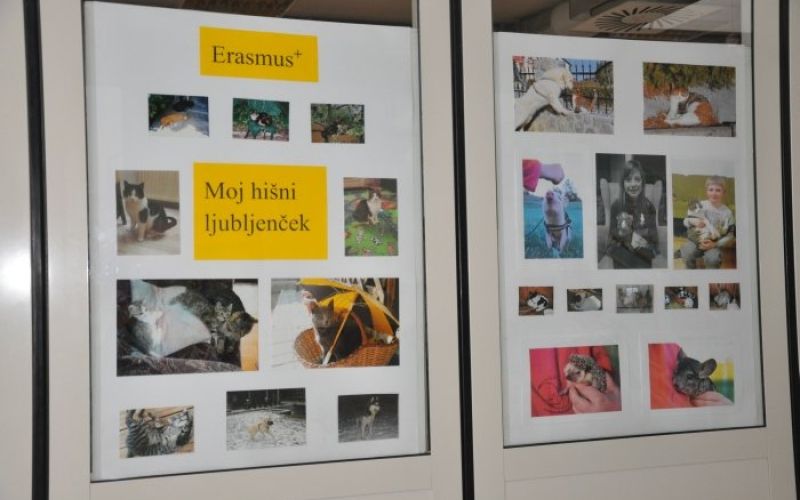 hisni_ljubljencek___1.jpg
