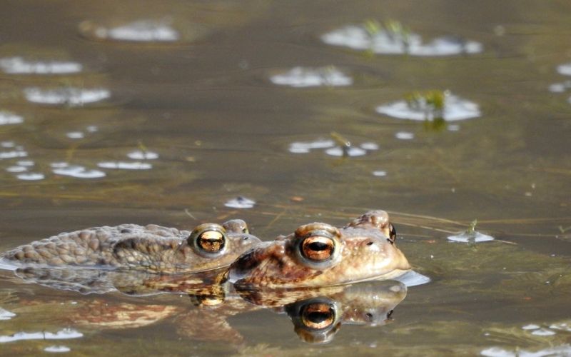 _zzzzzbufo_bufo_navadna_krastaca_ribnik_mackovec__2018__avtor_dk.jpg