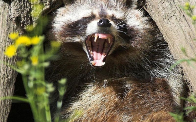 rakun