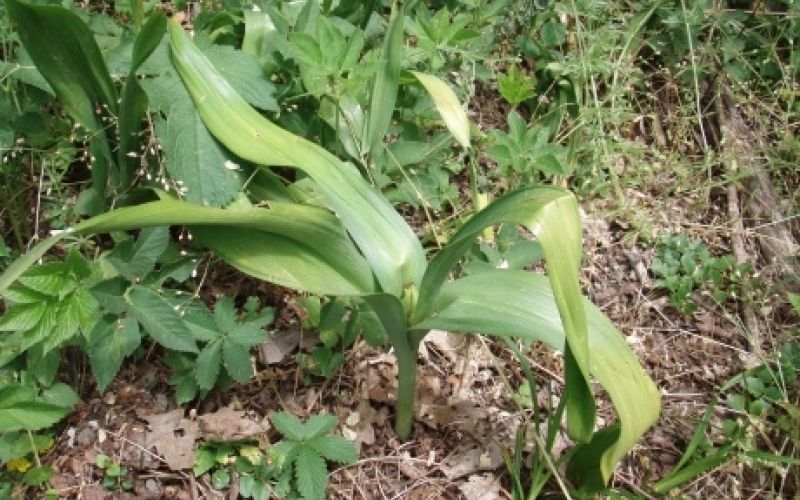 jesenski podlesek, Colchicum autumnale