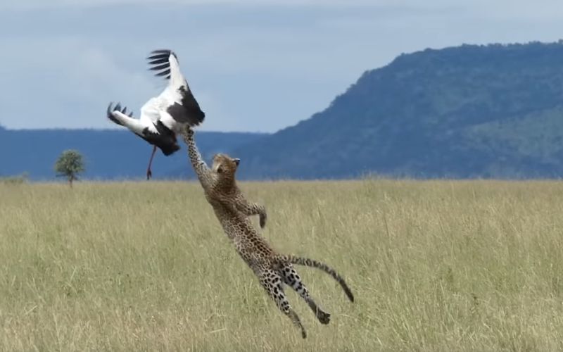 leopard storklja tanzanija savana.png
