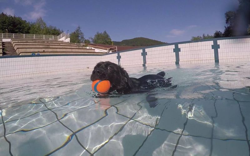 Flying dogs Izlake.jpg