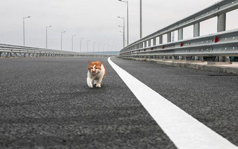 cat_the_most mostik mačka.png