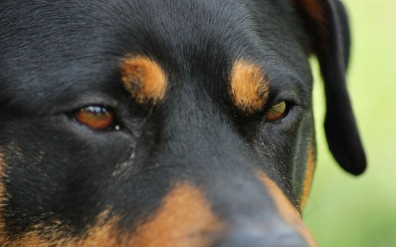 rottweiler, pes