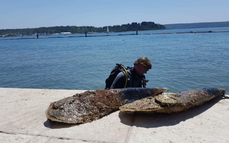 Zaščiteni leščurji s plaže Meduza Exclusive varno in uspešno preseljeni (4).jpeg
