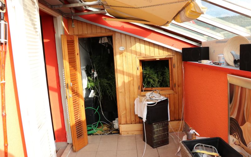 konoplja, droga, izola