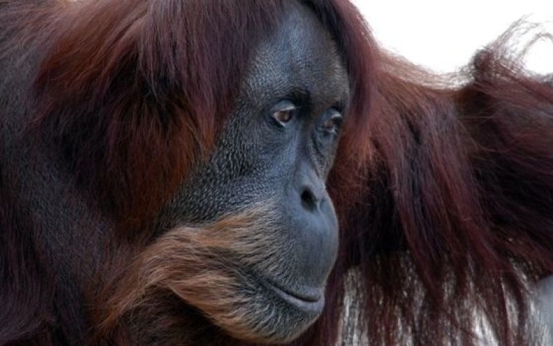 puan, orangutanka.jpg
