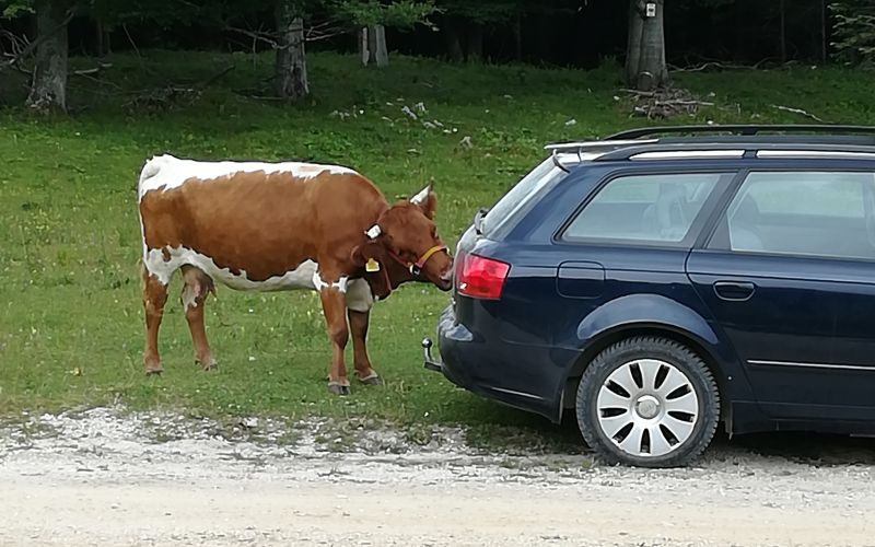 kravica