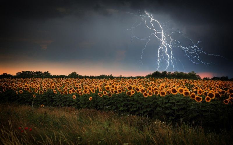 neurje, strela