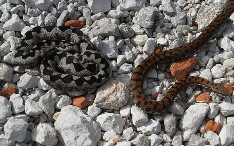 modras in laški gad