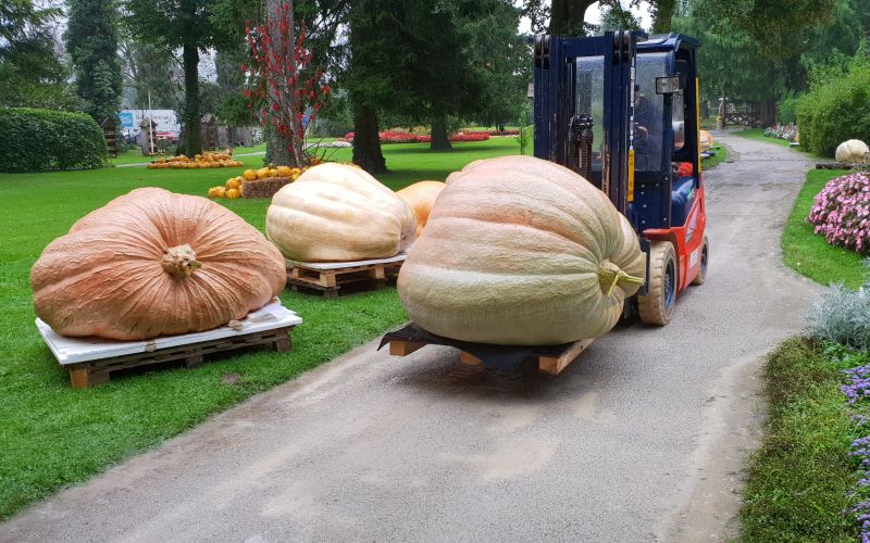 buče so vozili z viličarjem.jpg