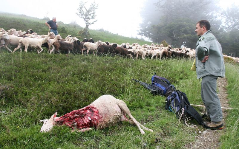 ovca, napad medveda, francoski pireneji.jpg