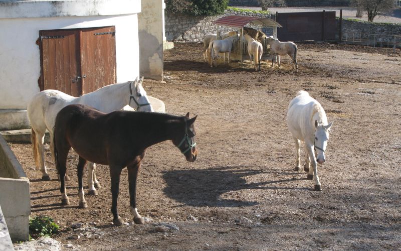 lipicanci.jpg