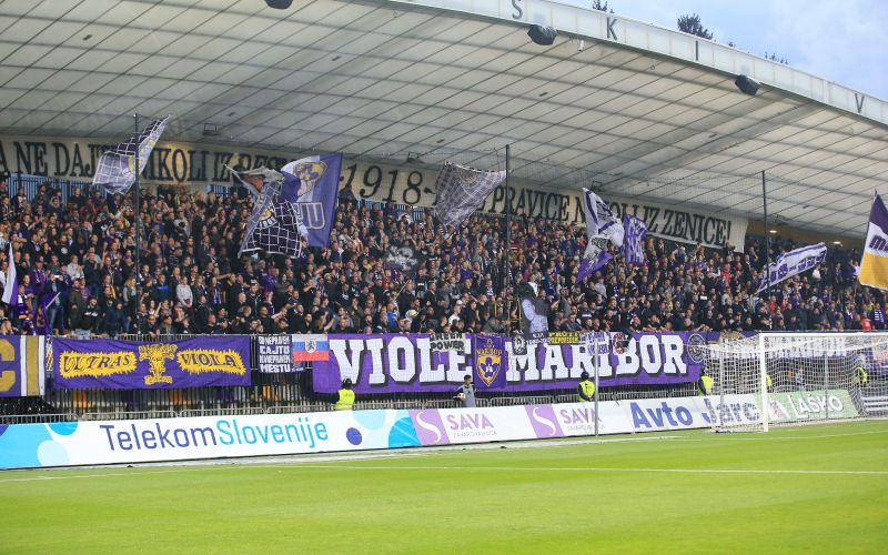 viole.jpg