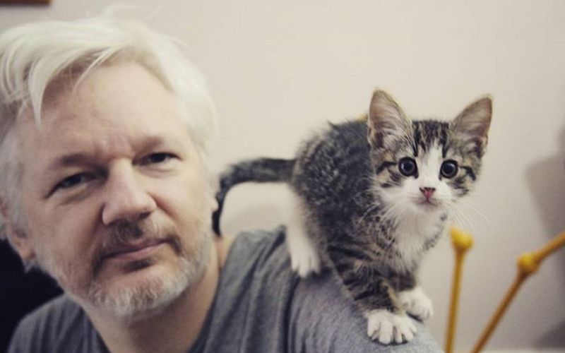 assange mačka.png