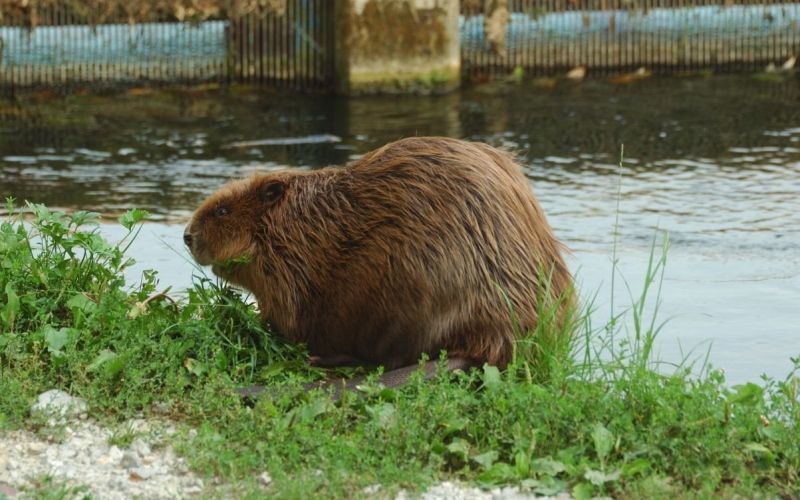 bober_zraste_do_foto_a_hudoklin.JPG