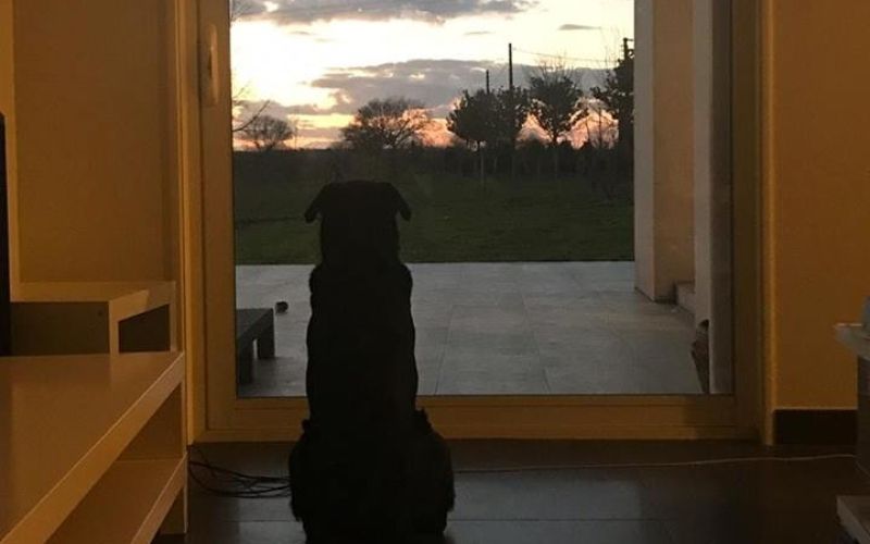 emiliano sala, psička nala.jpg