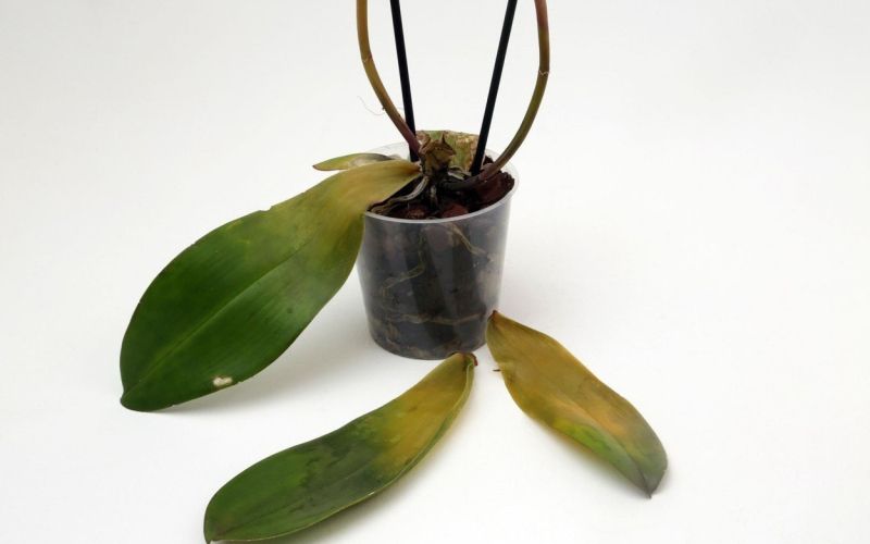 rumenenje listov orhideja phalaenopsis.jpg