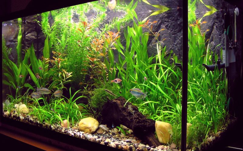 amaterske_akvarium.jpg