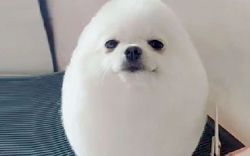 pompom