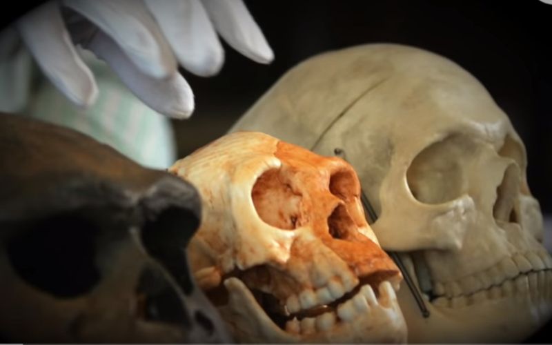 homo luzonensis