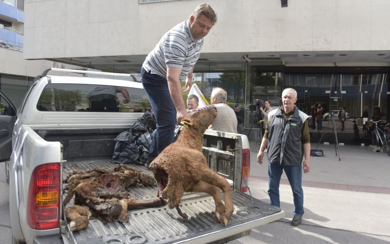 kmetje, protest, kadaver, teliček.jpg