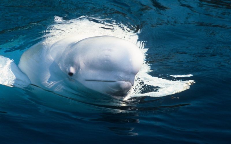 beluga