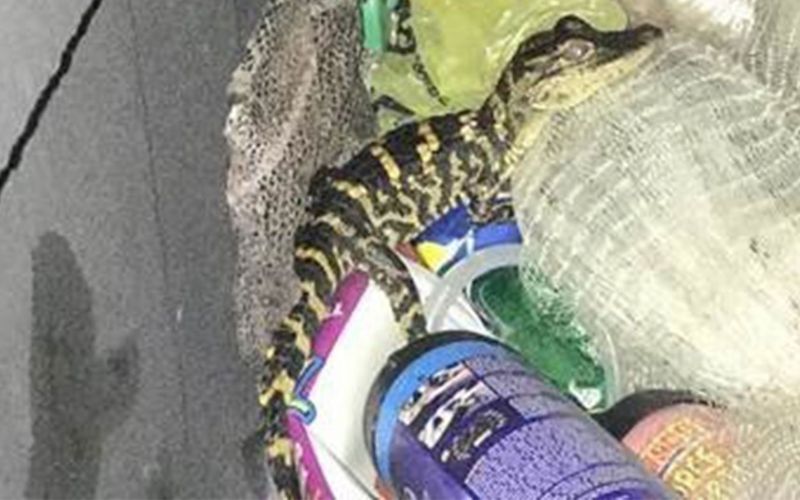 aligator