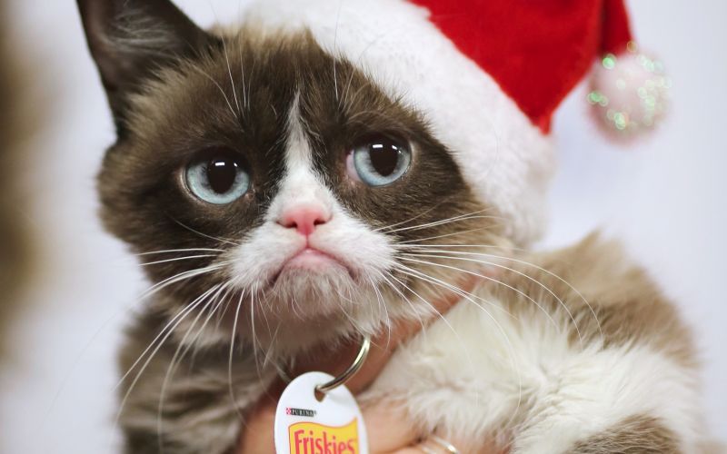 grumpy cat.jpg