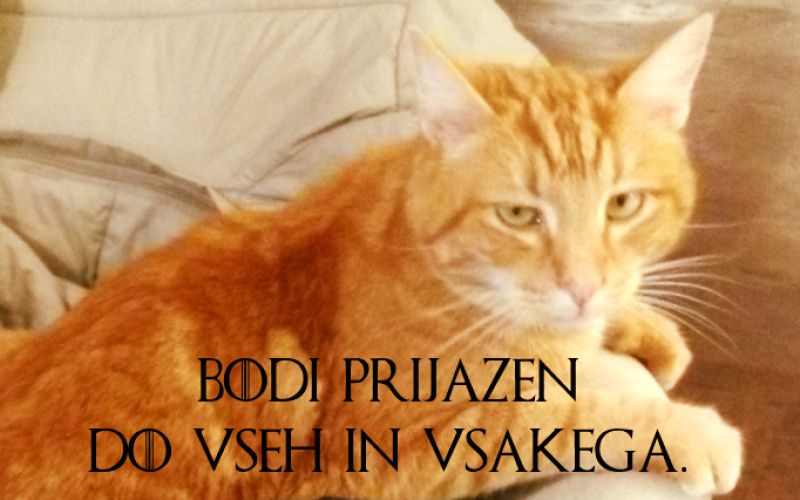 mačka, muc, radovljica