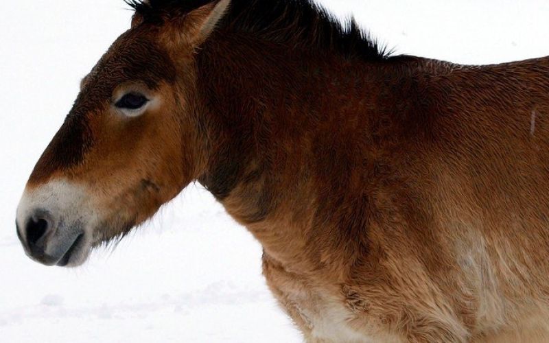 Przewalski konj