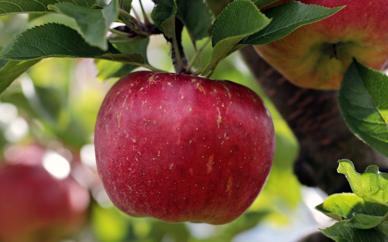jabolko apple-2788616_1920.jpg