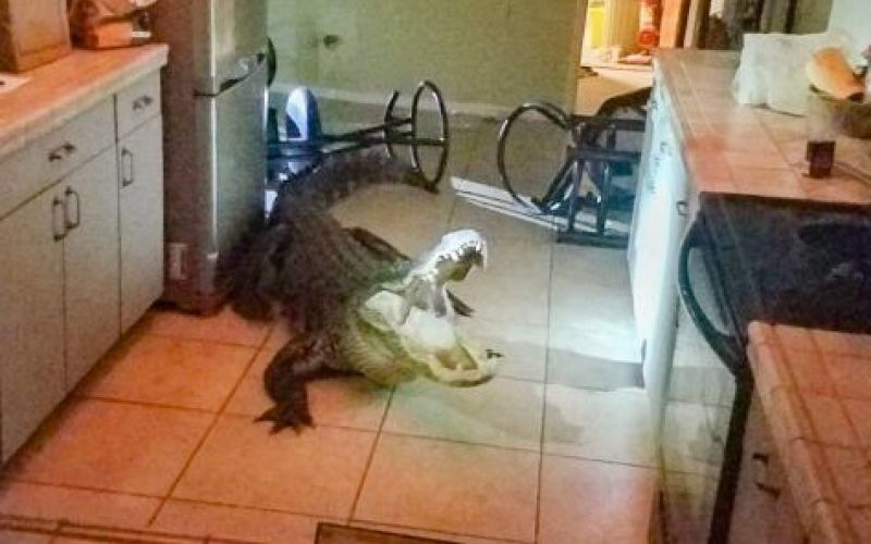aligator, hiša.jpg