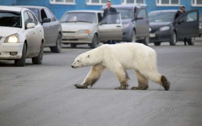 norilsk, severna medvedka, polarni medved,
