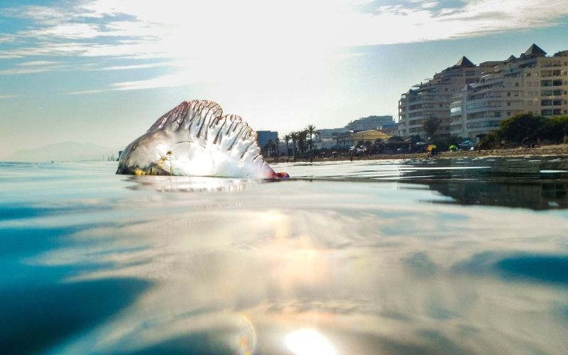portugalska ladjica, Man O’War, benidorm