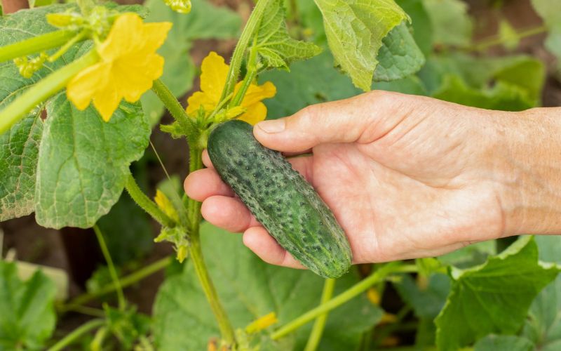 kumara.jpg