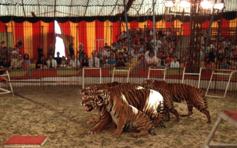 tigri, cirkus