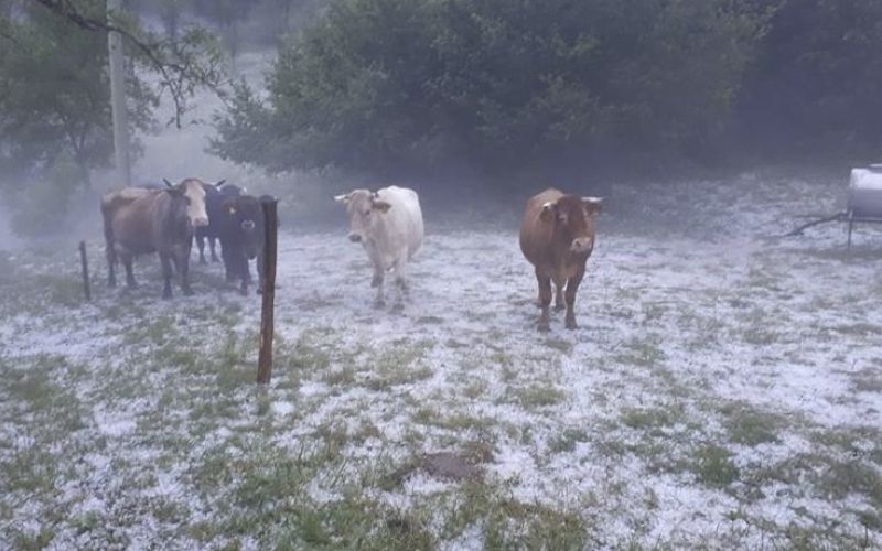 toča, krave.jpg